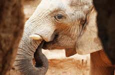 Excursión a Valencia + Bioparc