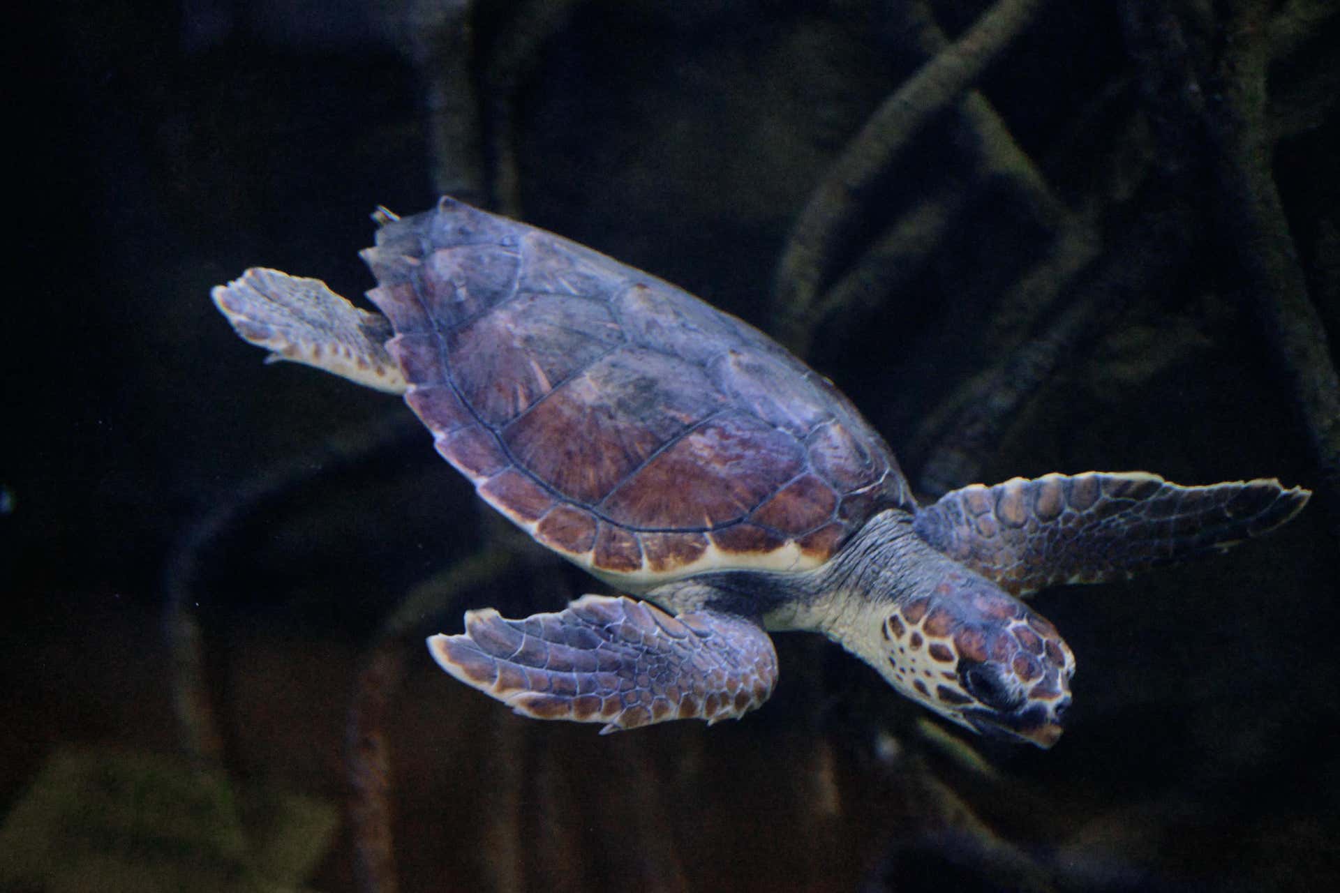 Escursione a Valencia + Oceanogràfic ed Hemisfèric