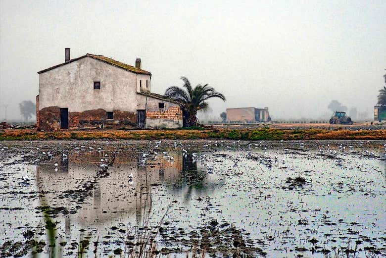 Paysages du delta de l'Èbre