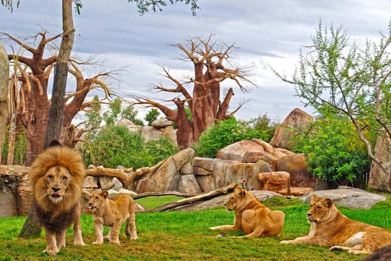 Felines in the Bioparc