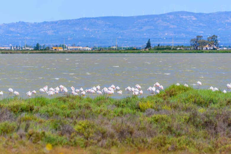 Les oiseaux du delta de l'Èbre