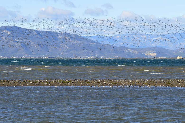 Oiseaux des zones humides