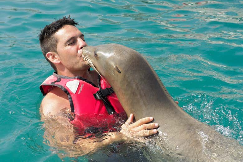 Besando a un león marino