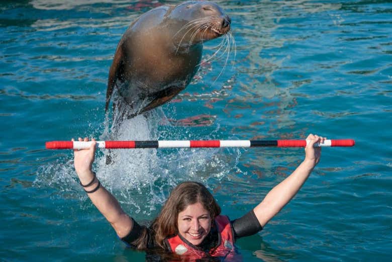 Jugando con los leones marinos
