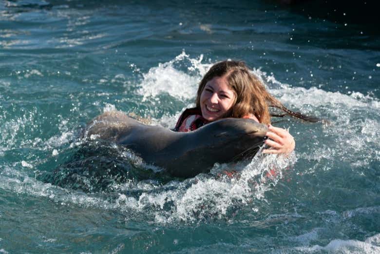 Conociendo a los leones marinos