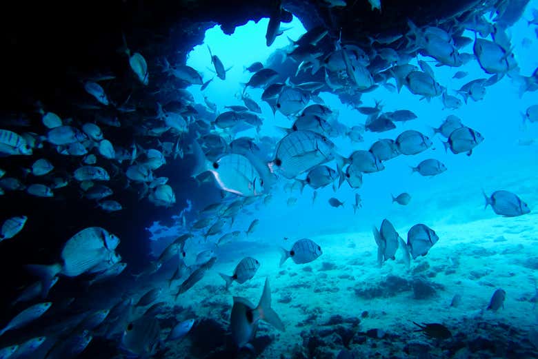 Peixes nadando nas águas de Fuerteventura
