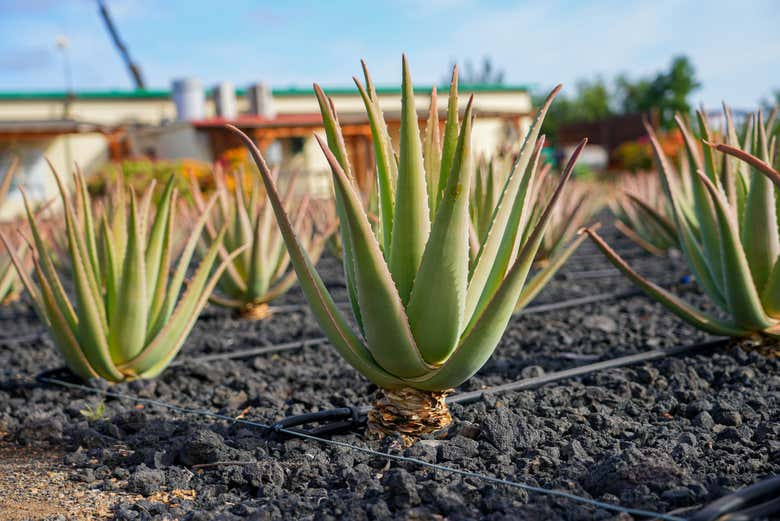 Visitaremos una plantación de aloe vera