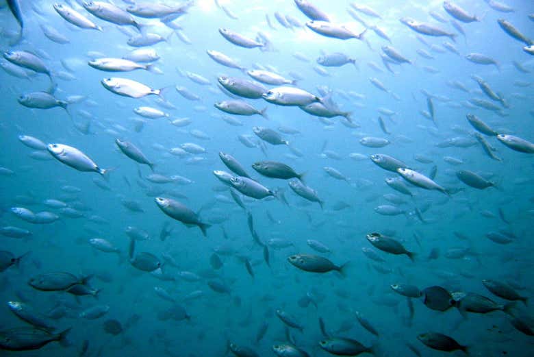 Banc de poissons dans les eaux de la mer Cantabrique