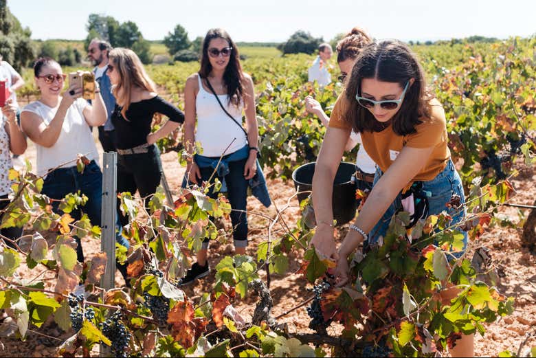 Learn all the grape harvesting techniques