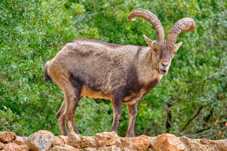 Una cabra en el Parque Natural de las Sierras de Cazorla