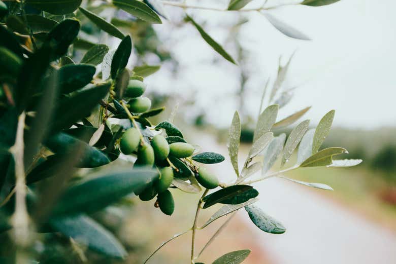 Olives before being collected