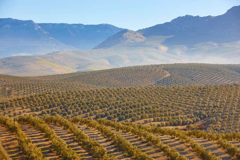 Olive groves of Jaén