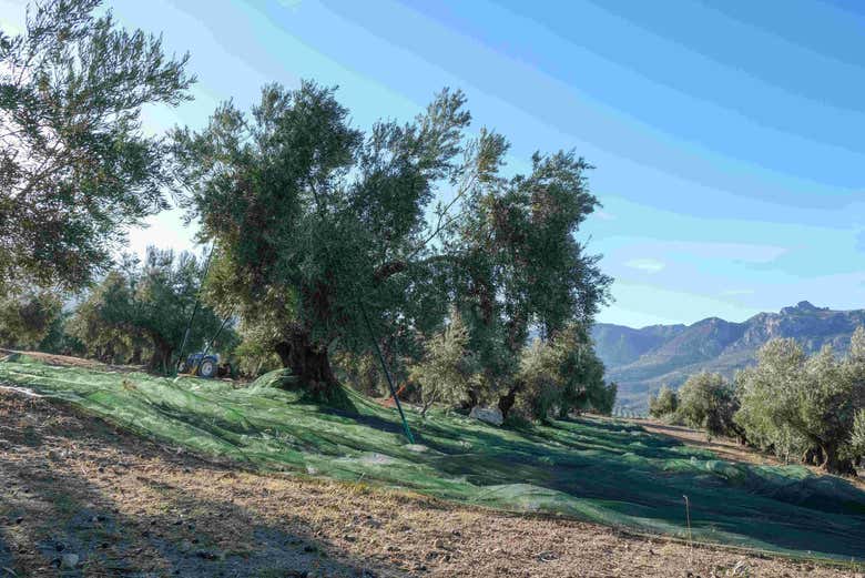 Recolección en el olivar tradicional de Cazorla