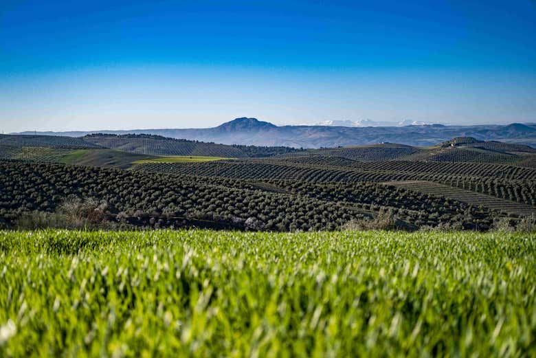Siente el mar de olivos de Jaén