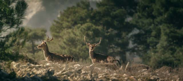 Tour por el Parque de las Sierras de Cazorla, Segura y Las Villas