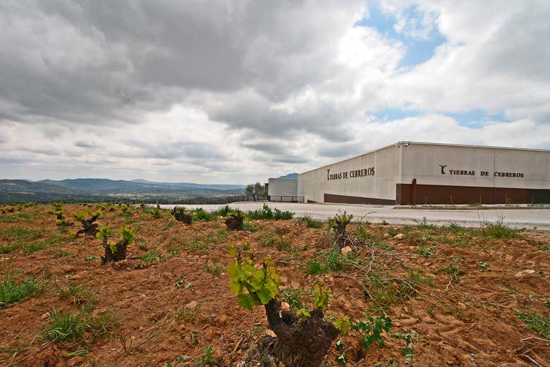 Los viñedos que rodean las bodegas Tierras de Cebreros