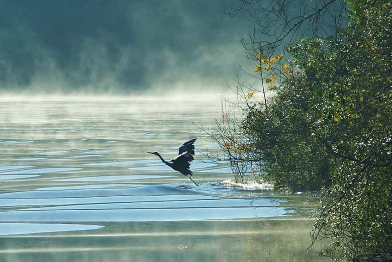 Grulla nadando en el río Alagón