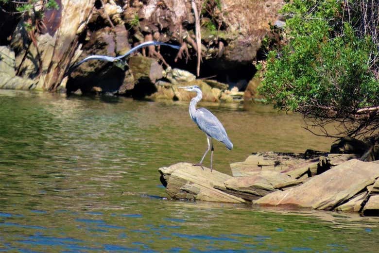Uma garça-real no rio Tejo
