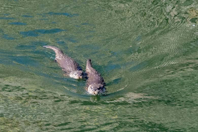 Uma lontra nadando no rio Tejo