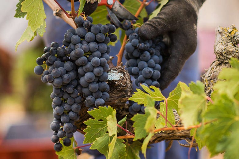 Viñas Marqués de Cáceres, en La Rioja
