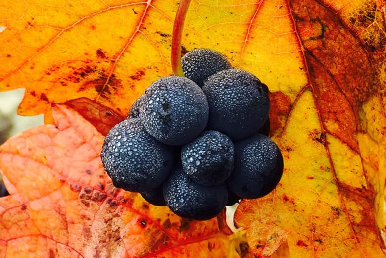 Grappolo d'uva nera della Rioja tra foglie arancioni