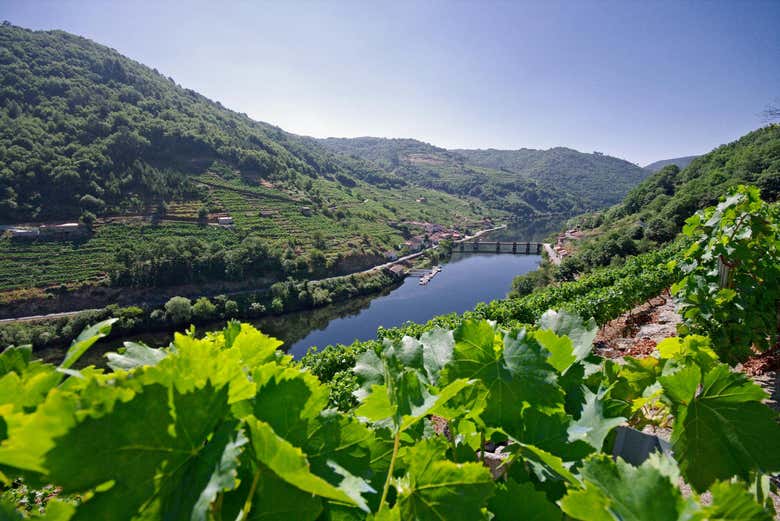 Vinhedos que rodeiam a Vía Romana