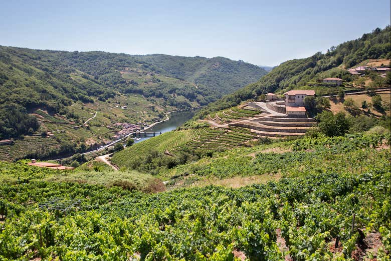 Vinhedos da adega Vía Romana