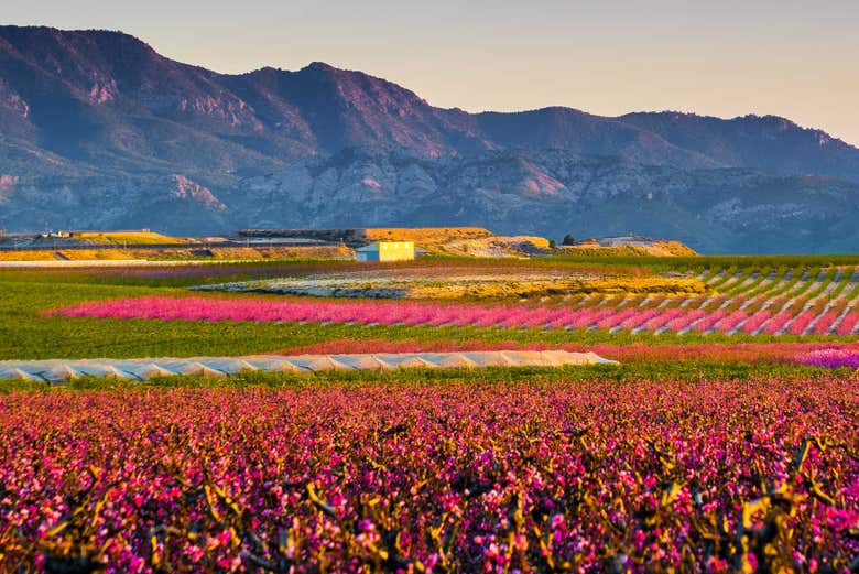 Contemplando los campos en flor