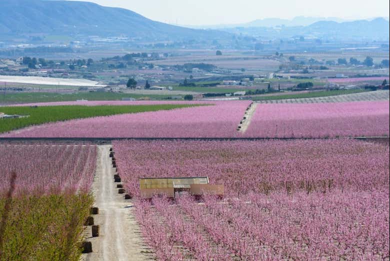 Campo con los melocotoneros floridos