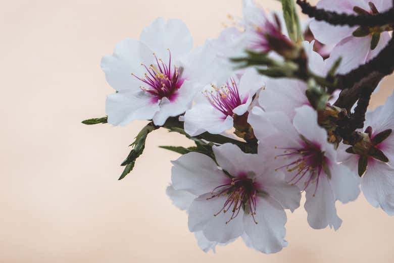 Flor de ciruelo