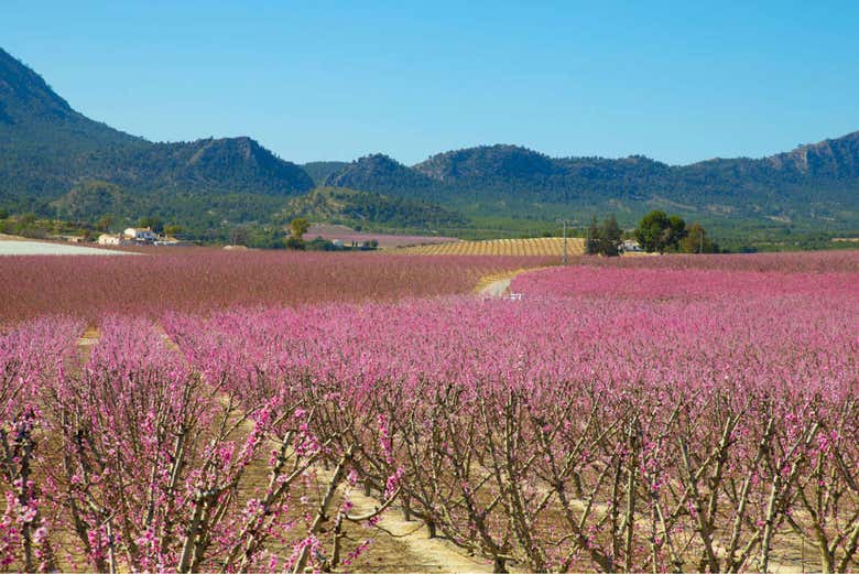 Floración en Cieza