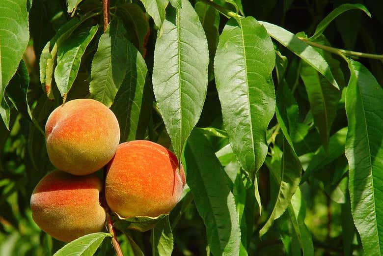 Melocotonero de Cieza