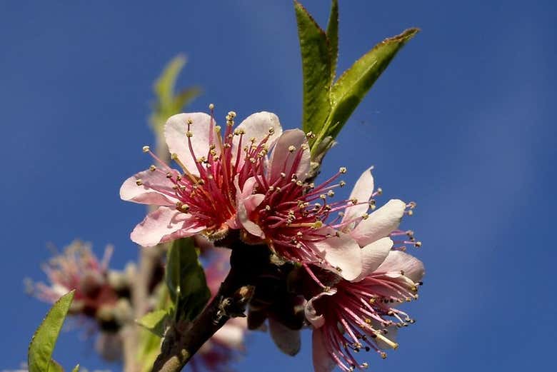 Flor de un melocotonero