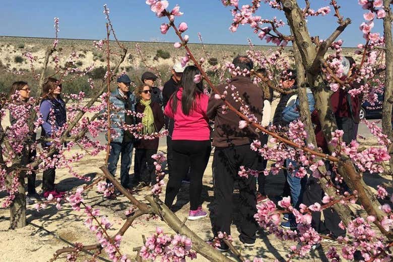 Recorrido guiado por los campos de Cieza