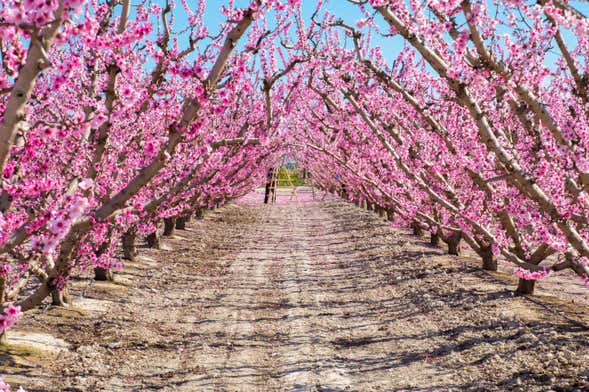 Tour de la floración de Cieza