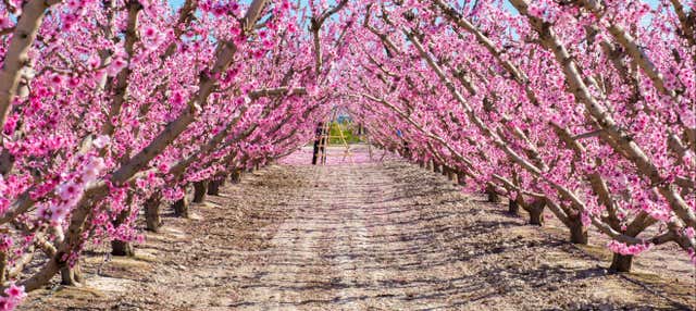 Visite à la découverte de la floraison de Cieza