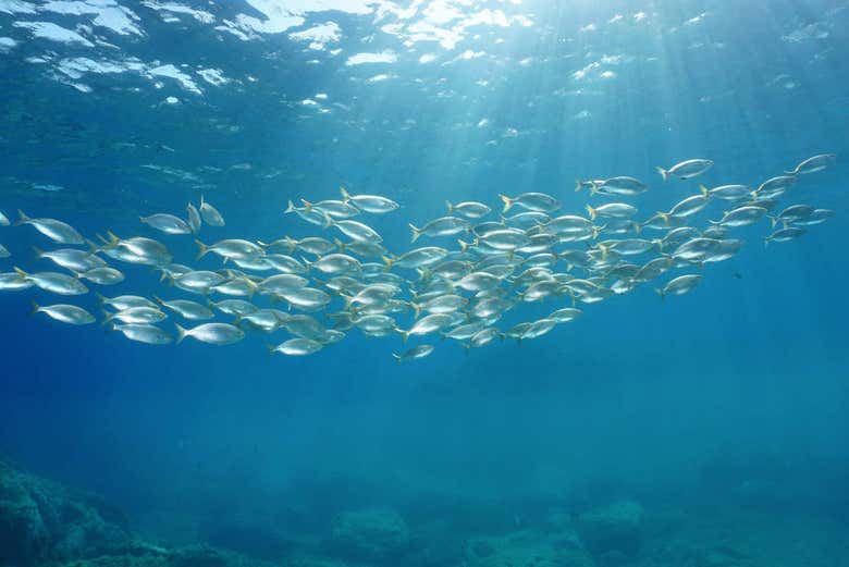 Cardume de peixes