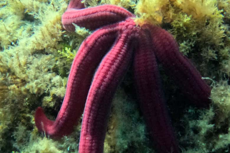 Frente a frente con una de las estrellas del Mediterráneo