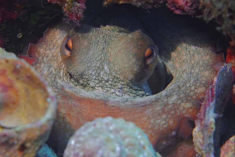 Un pulpo en su hábitat natural