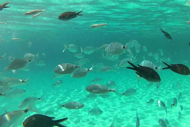 Poissons de la Cala en Brut