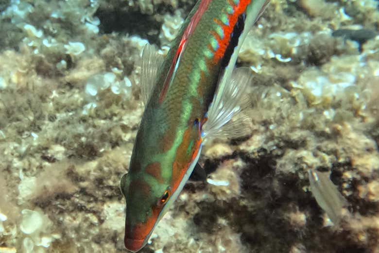 Los colores y las formas de la vida marina más pequeña