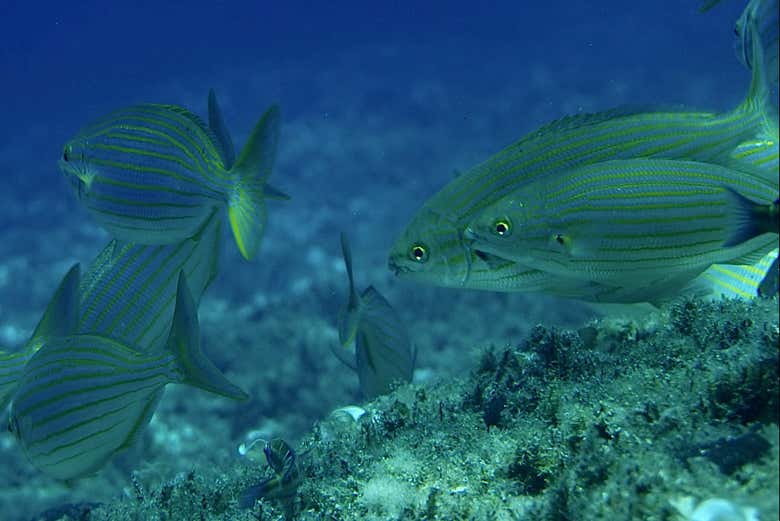 Viviendo entre peces 