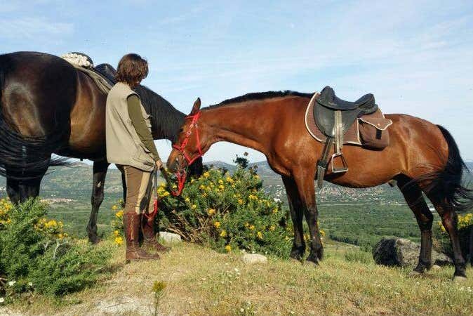 Horses grazing