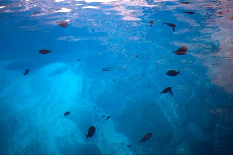Peces nadando en las aguas de Cabrera