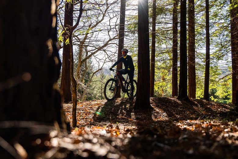 Pedaleando entre las secuoyas