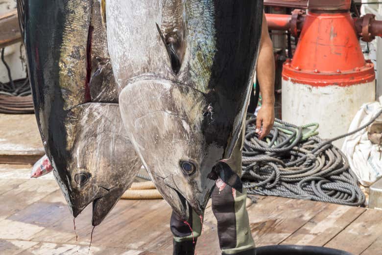 Gigantescos atunes de Cádiz