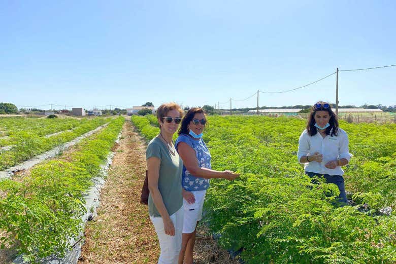 Visite de la plantation