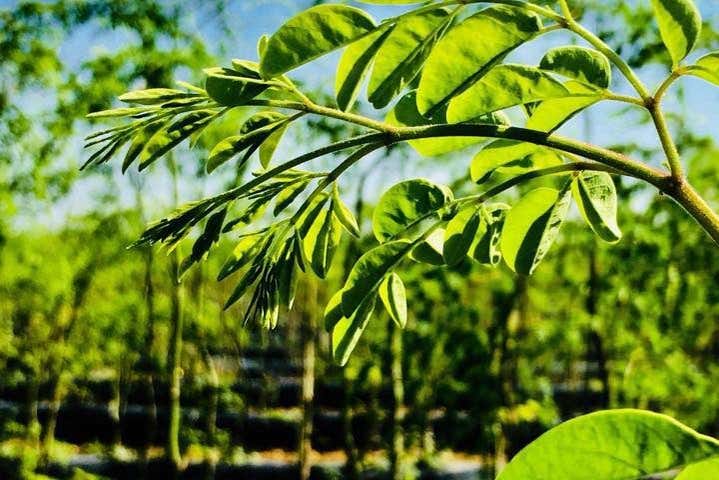 Feuilles de moringa