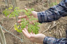 Tour da moringa pela fazenda Connatur