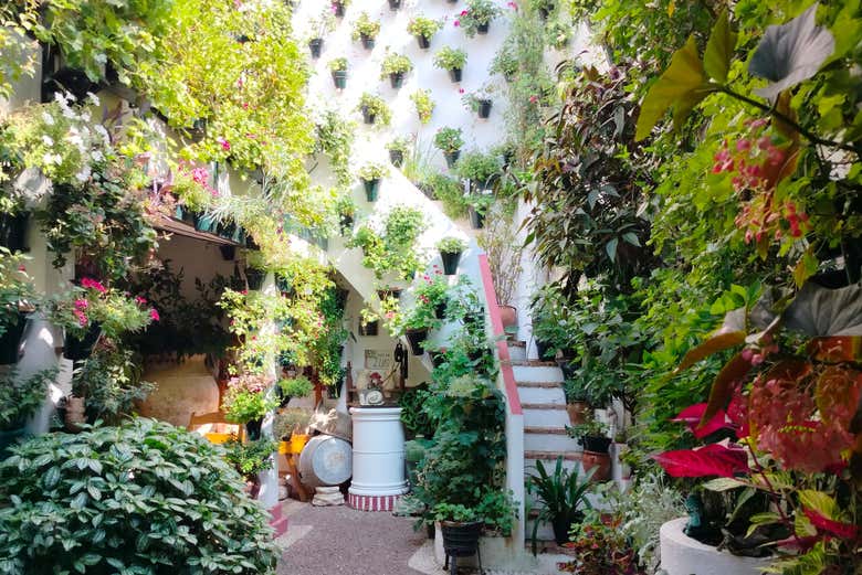 Una fachada repleta de macetas en un patio de Córdoba